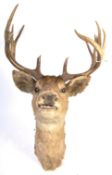 19TH CENTURY VICTORIAN TAXIDERMY 13 POINT ANTLER STAGS HEAD