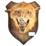 EARLY 20TH CENTURY TAXIDERMY FOX HEAD ON OAK SHIELD