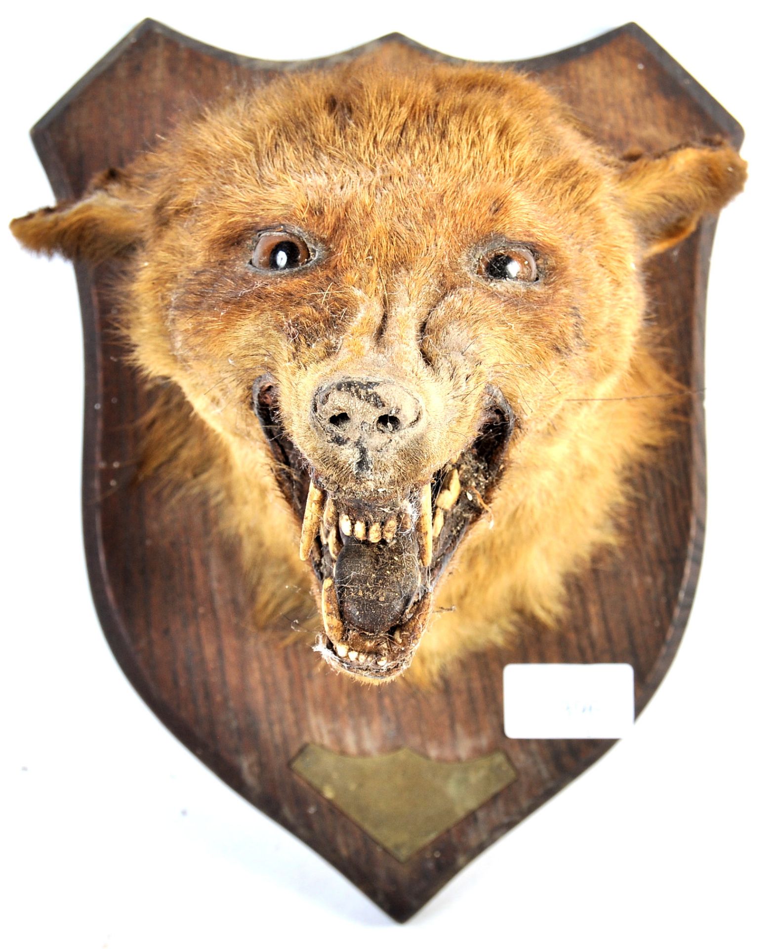 EARLY 20TH CENTURY TAXIDERMY FOX HEAD ON OAK SHIELD