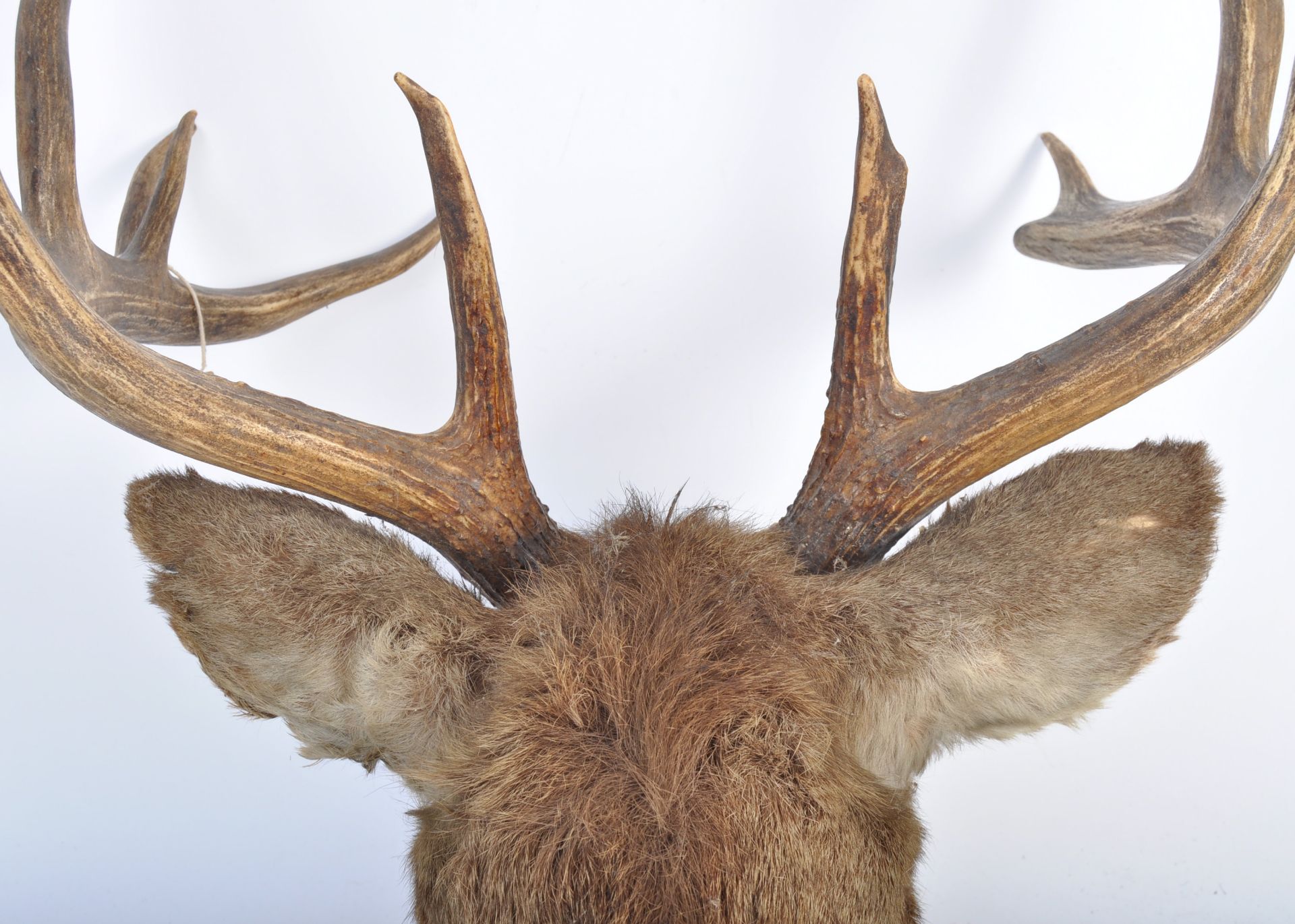 19TH CENTURY VICTORIAN TAXIDERMY 13 POINT ANTLER STAGS HEAD - Bild 11 aus 12