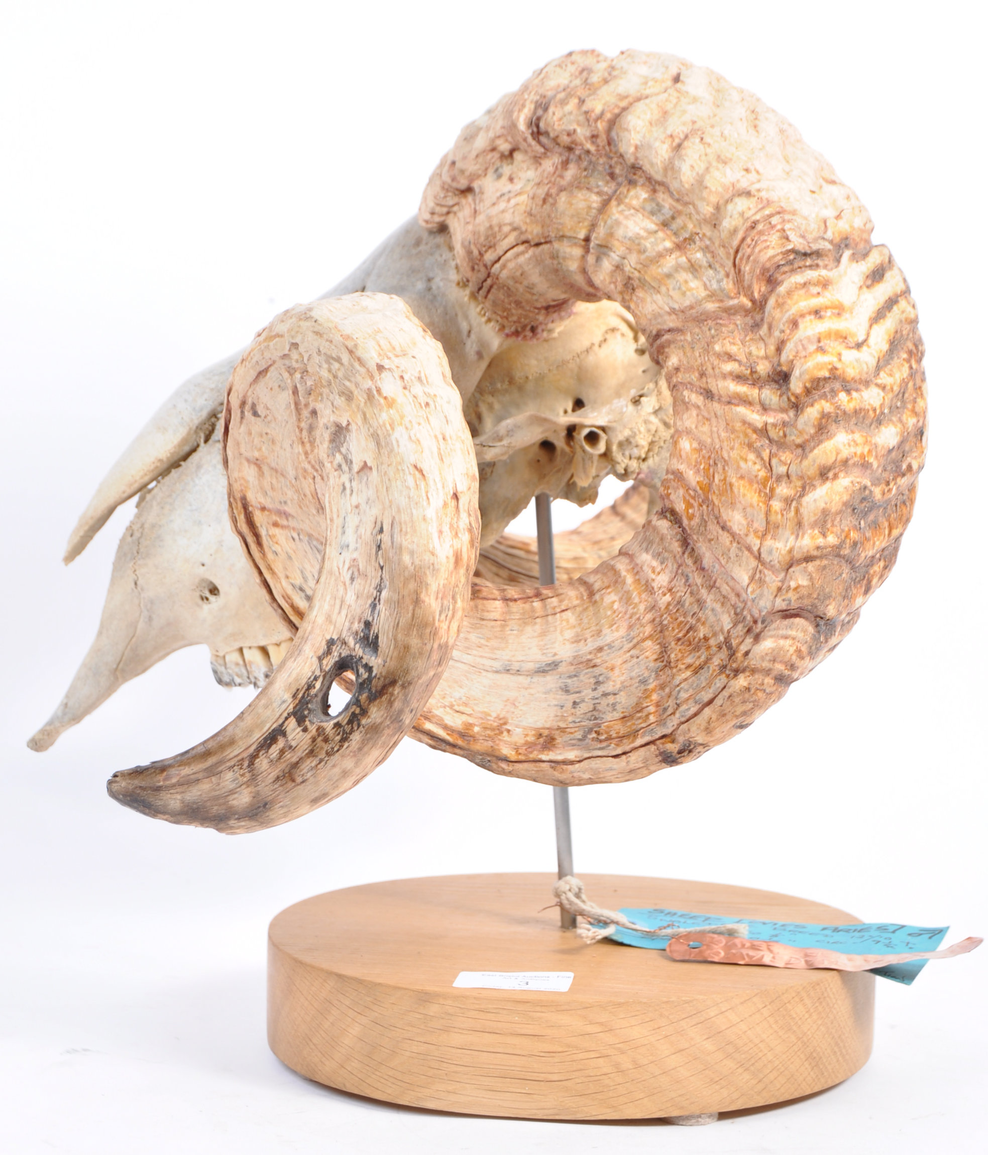 TAXIDERMY OVIS ARIES SWALEDALE SHEEP SKULL WITH HO - Image 4 of 6