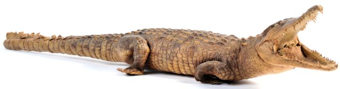 EARLY 20TH CENTURY TAXIDERMY STUDY OF A CROCODILE