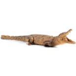 EARLY 20TH CENTURY TAXIDERMY STUDY OF A CROCODILE