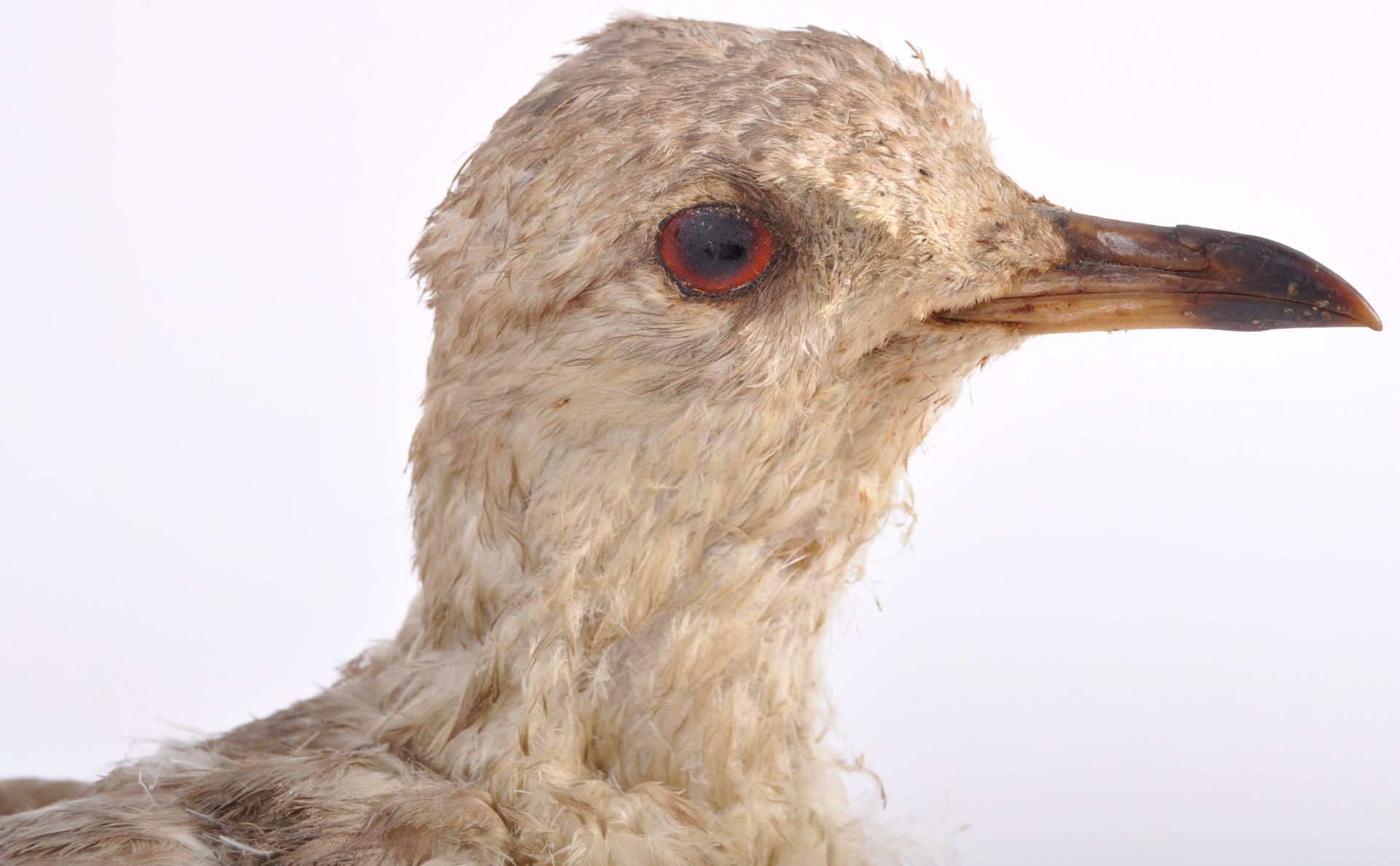 EARLY 20TH CENTURY TAXIDERMY EXAMPLE OF A WATER BIRD - Bild 3 aus 8