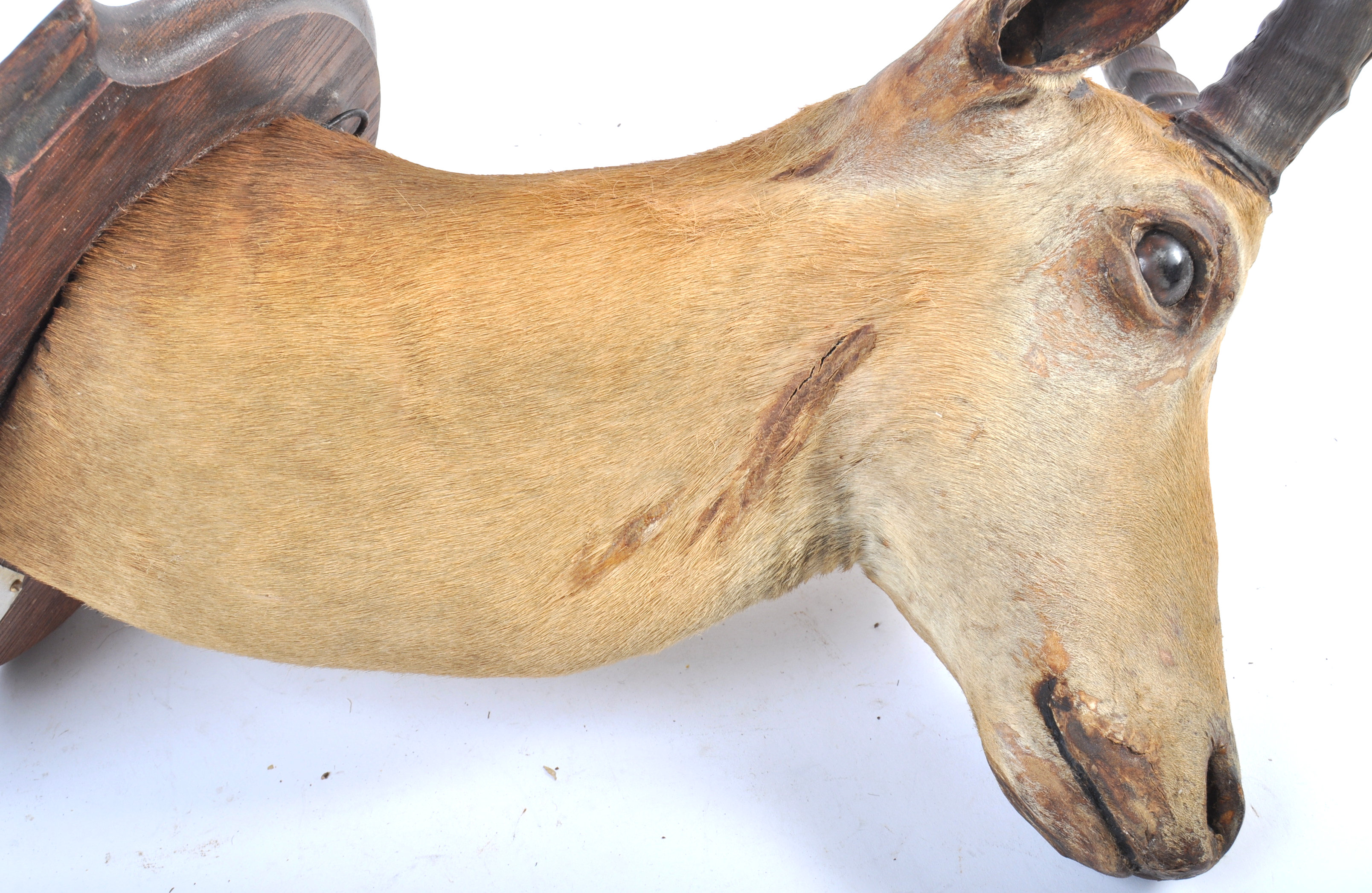 EARLY 20TH CENTURY TAXIDERMY IMPALA HEAD BY ROWLAND WARD LTD - Image 7 of 10