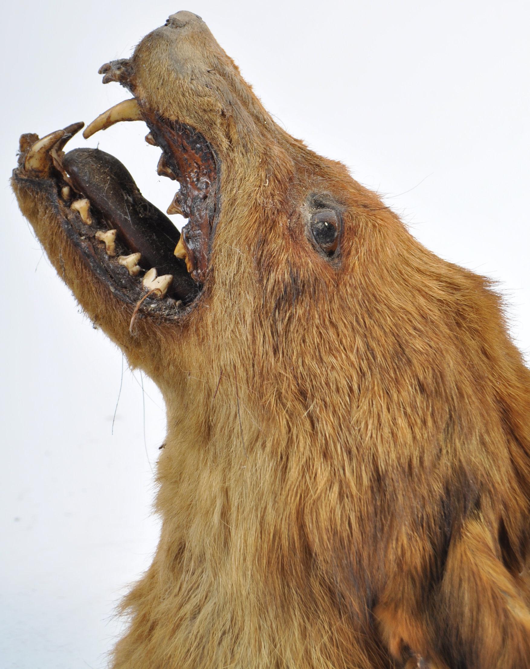 EARLY 20TH CENTURY TAXIDERMY FOX HEAD ON OAK SHIELD - Image 2 of 7