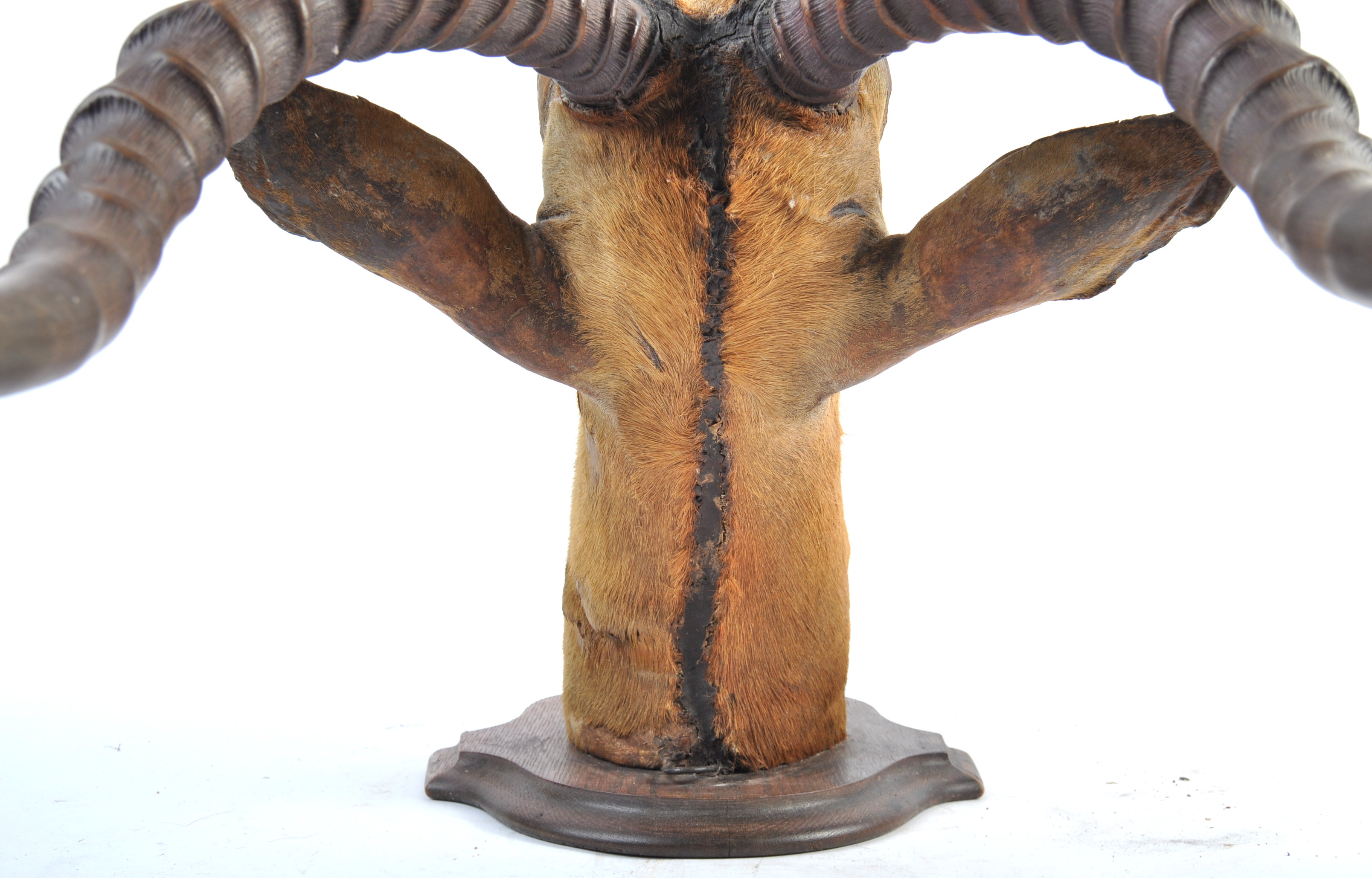 EARLY 20TH CENTURY TAXIDERMY IMPALA HEAD BY ROWLAND WARD LTD - Image 9 of 10