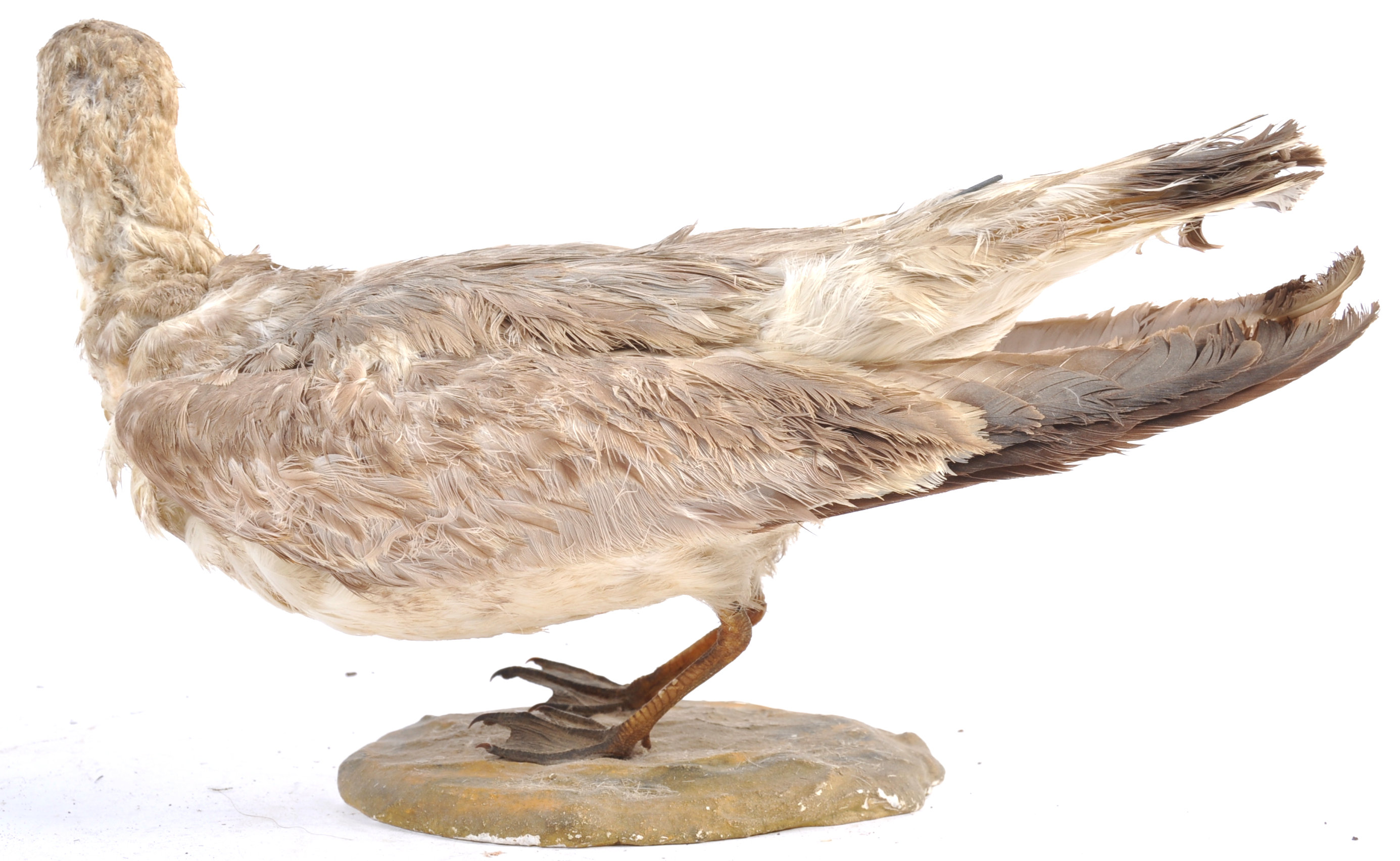 EARLY 20TH CENTURY TAXIDERMY EXAMPLE OF A WATER BIRD - Image 6 of 8