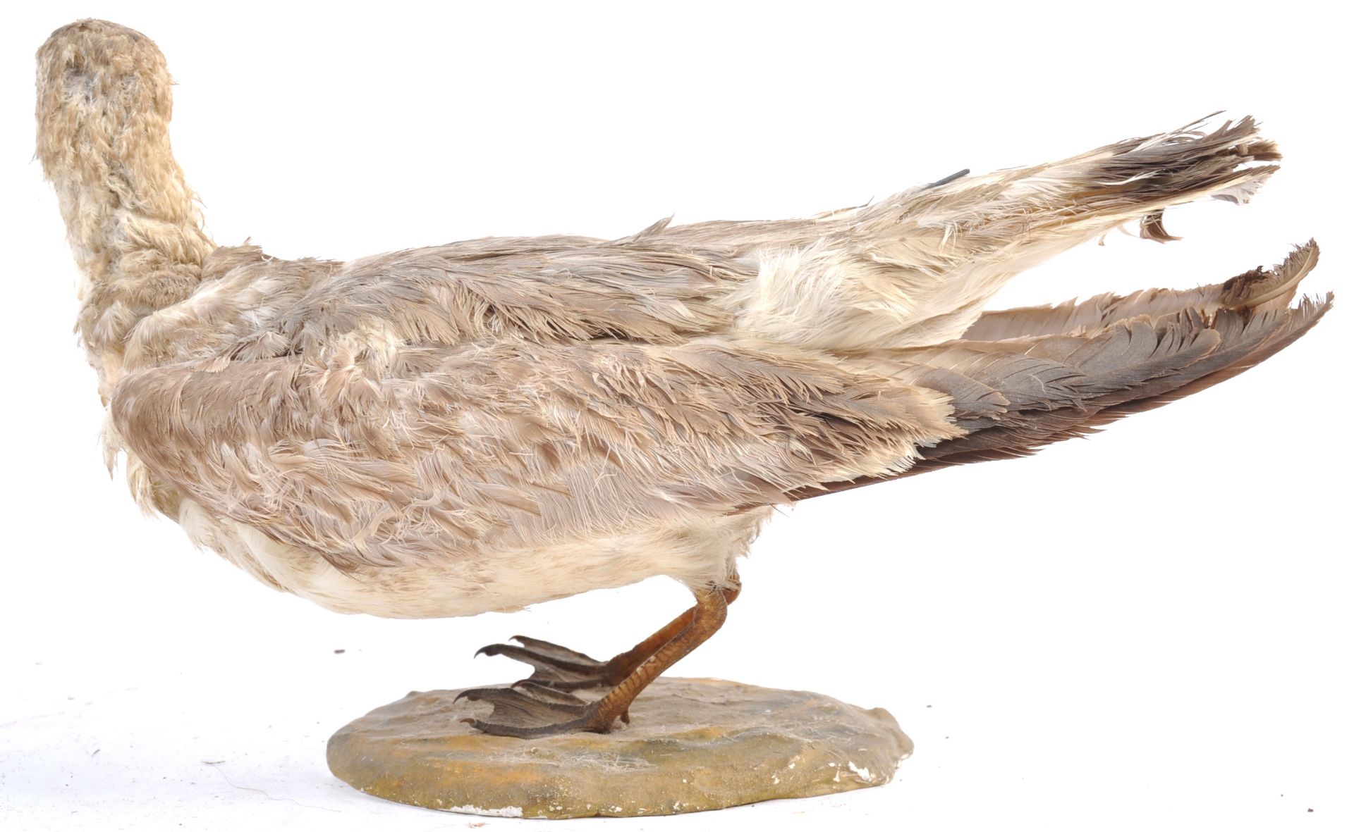 EARLY 20TH CENTURY TAXIDERMY EXAMPLE OF A WATER BIRD - Bild 6 aus 8