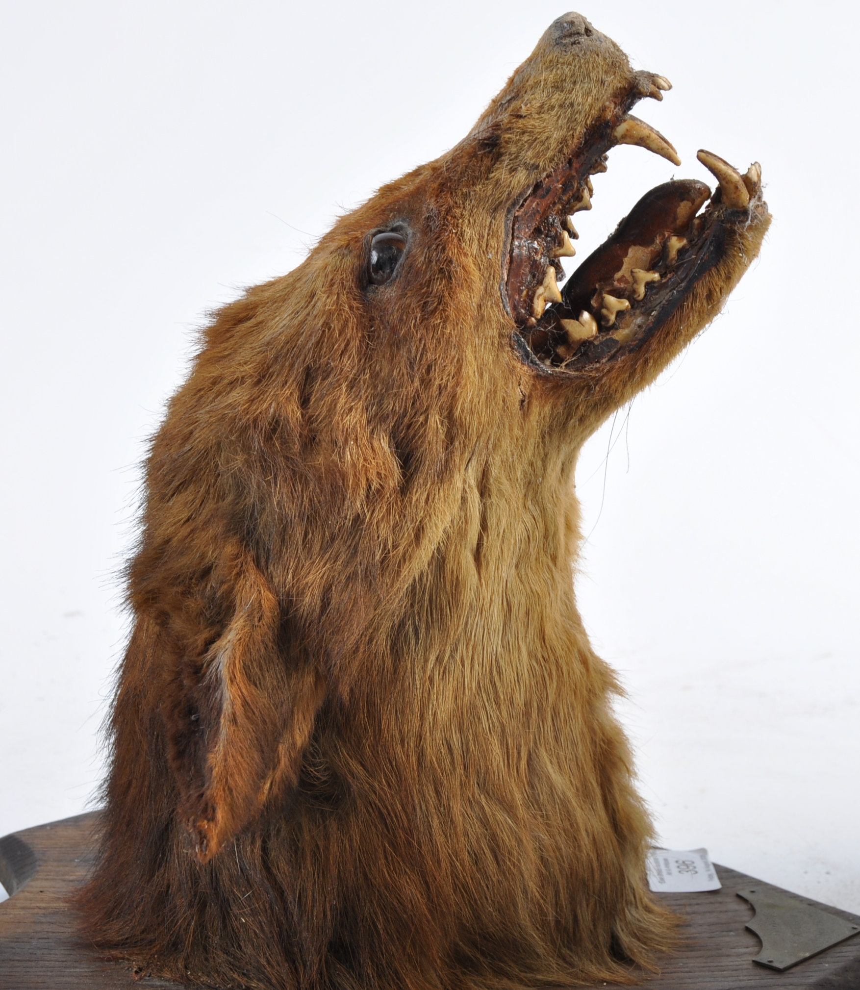 EARLY 20TH CENTURY TAXIDERMY FOX HEAD ON OAK SHIELD - Image 5 of 7