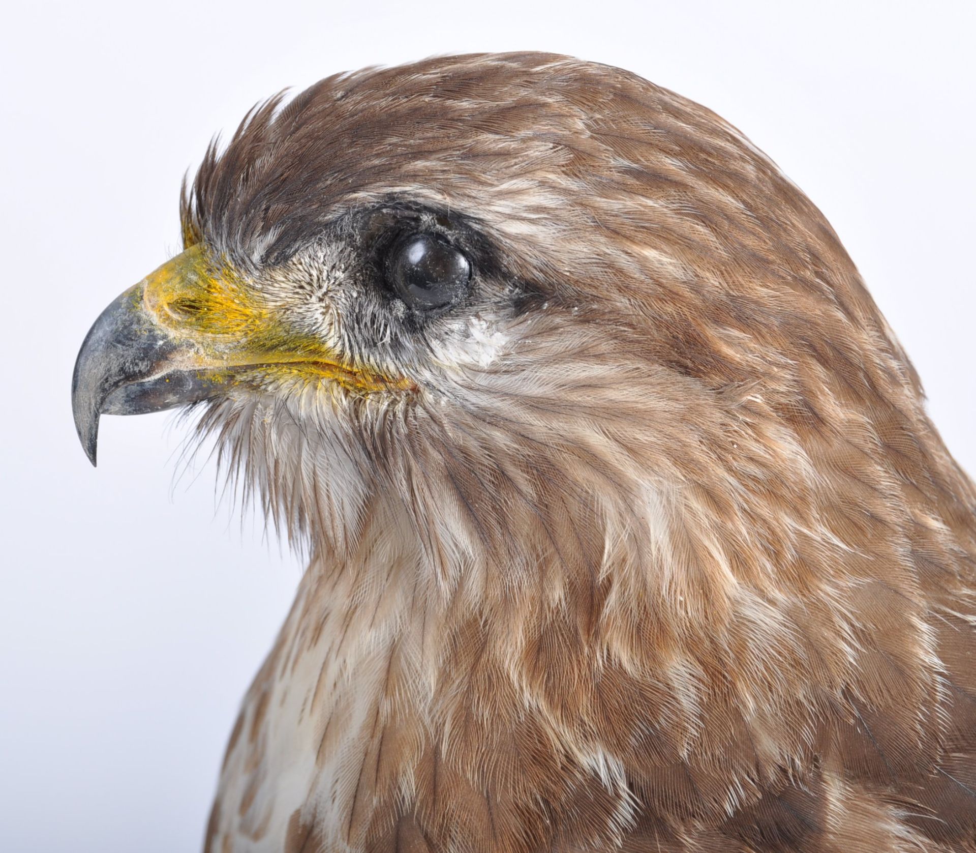 VICTORIAN CASED TAXIDERMY EXAMPLE OF A PEREGRINE FALCON - Bild 4 aus 8