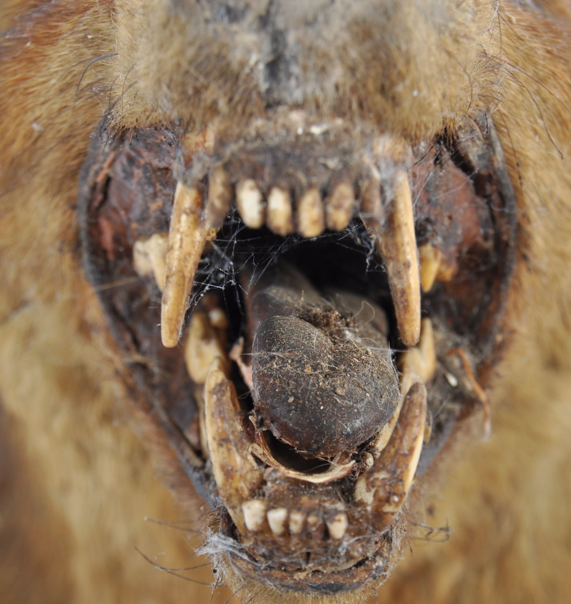 EARLY 20TH CENTURY TAXIDERMY FOX HEAD ON OAK SHIELD - Bild 3 aus 7