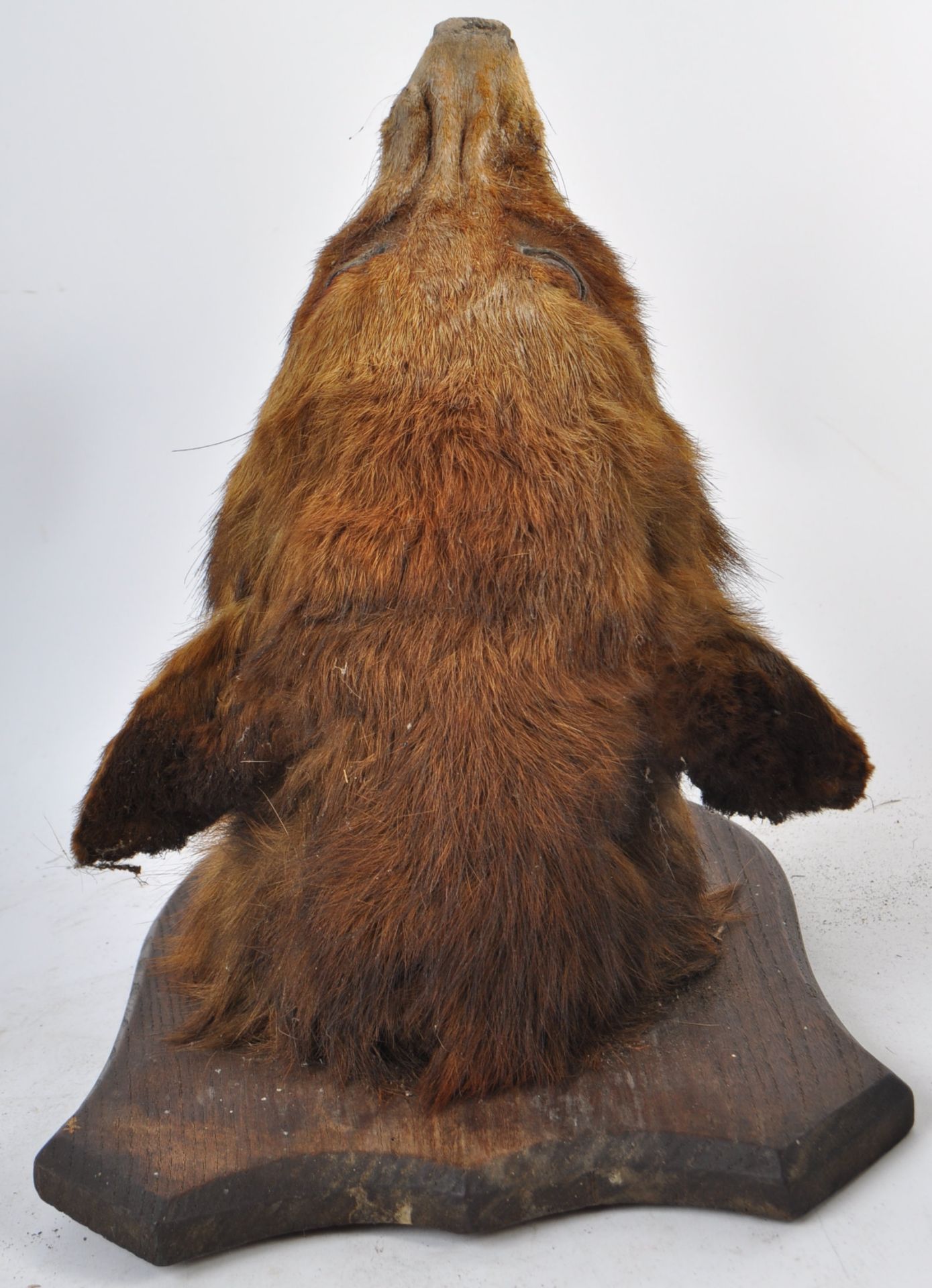 EARLY 20TH CENTURY TAXIDERMY FOX HEAD ON OAK SHIELD - Bild 6 aus 7