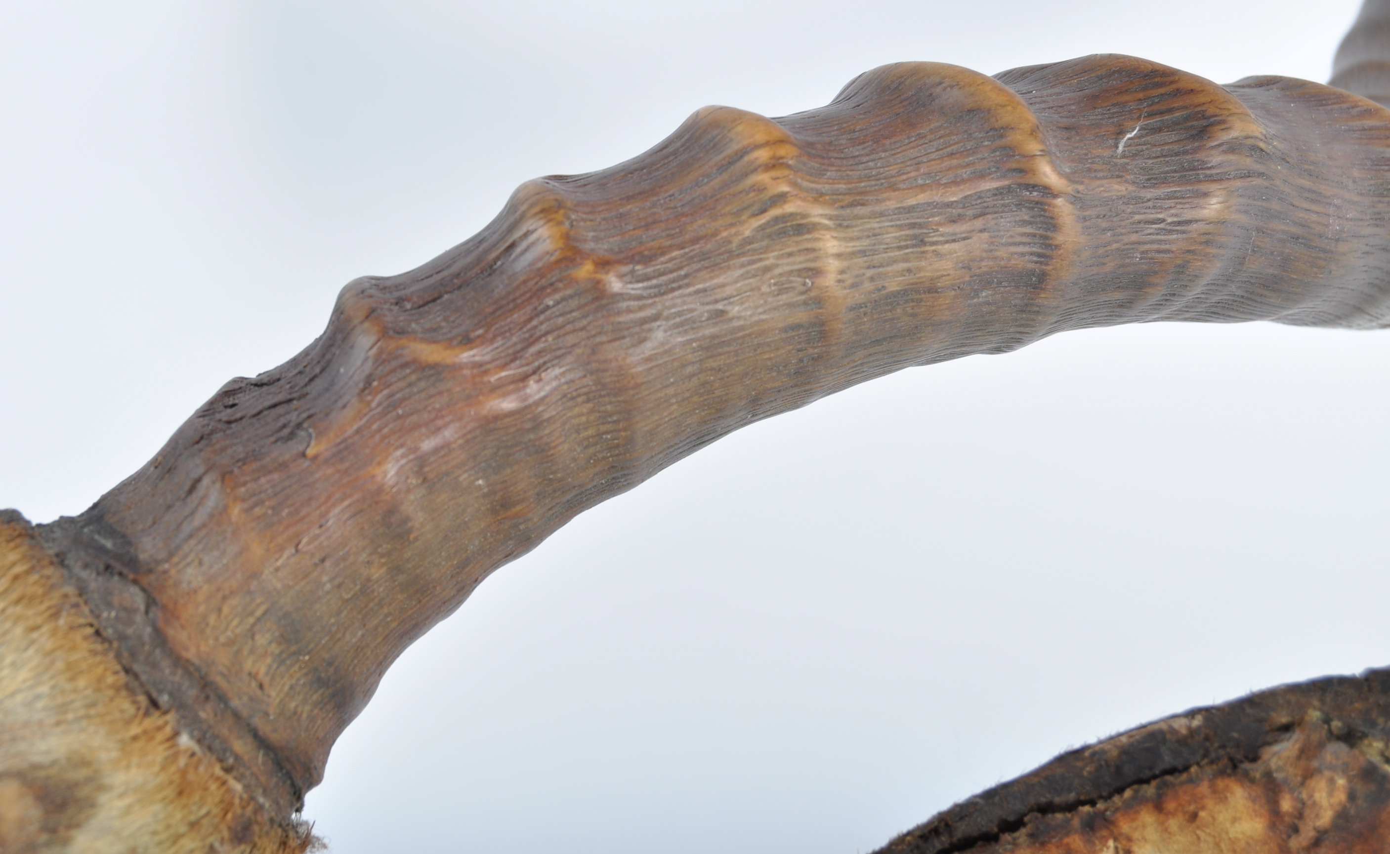 EARLY 20TH CENTURY TAXIDERMY IMPALA HEAD BY ROWLAND WARD LTD - Image 2 of 10