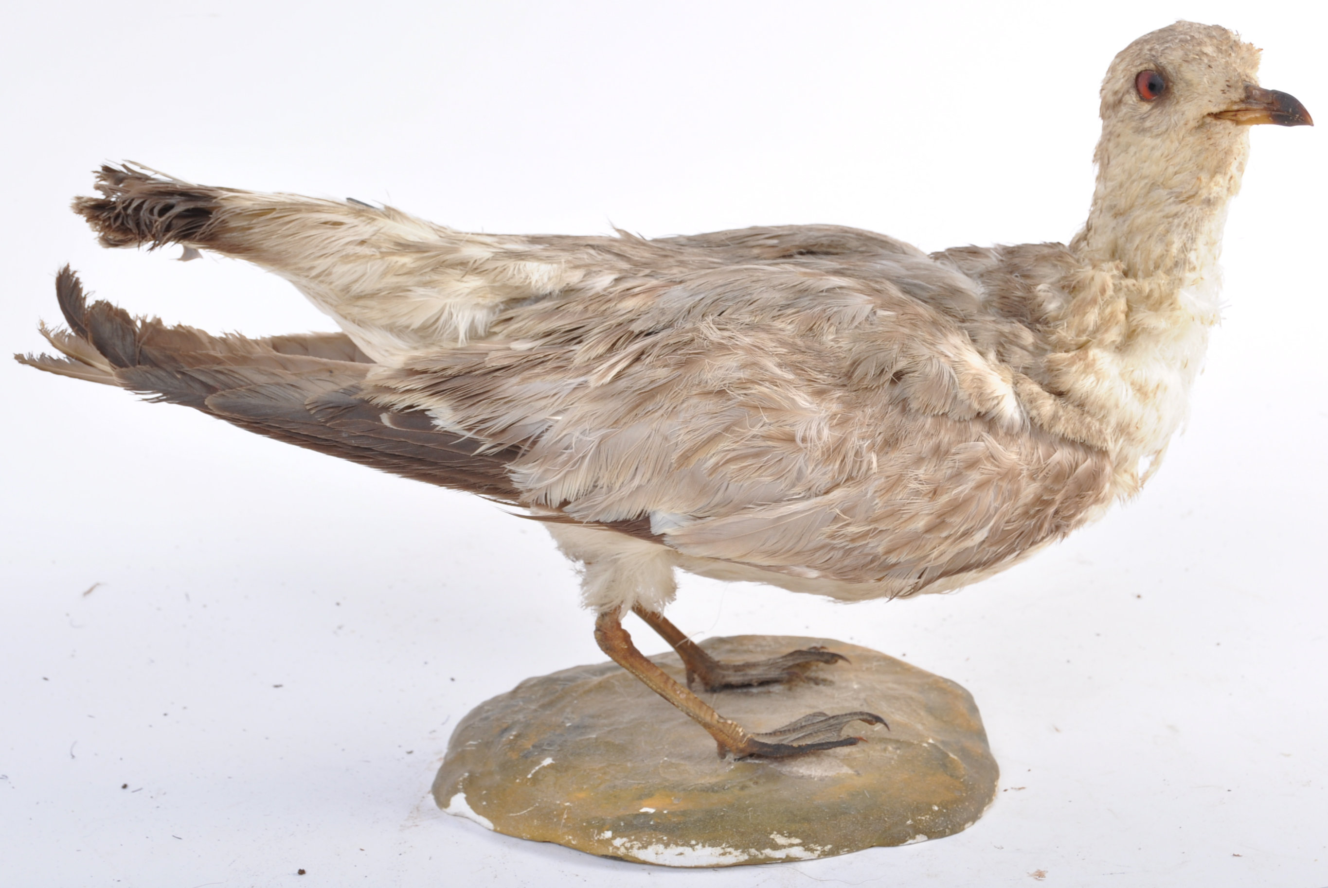 EARLY 20TH CENTURY TAXIDERMY EXAMPLE OF A WATER BIRD - Image 2 of 8