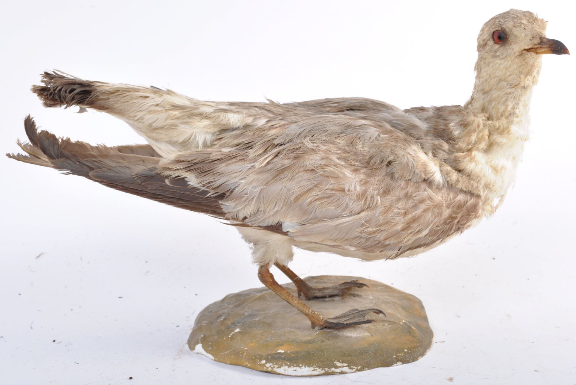 EARLY 20TH CENTURY TAXIDERMY EXAMPLE OF A WATER BIRD - Bild 2 aus 8