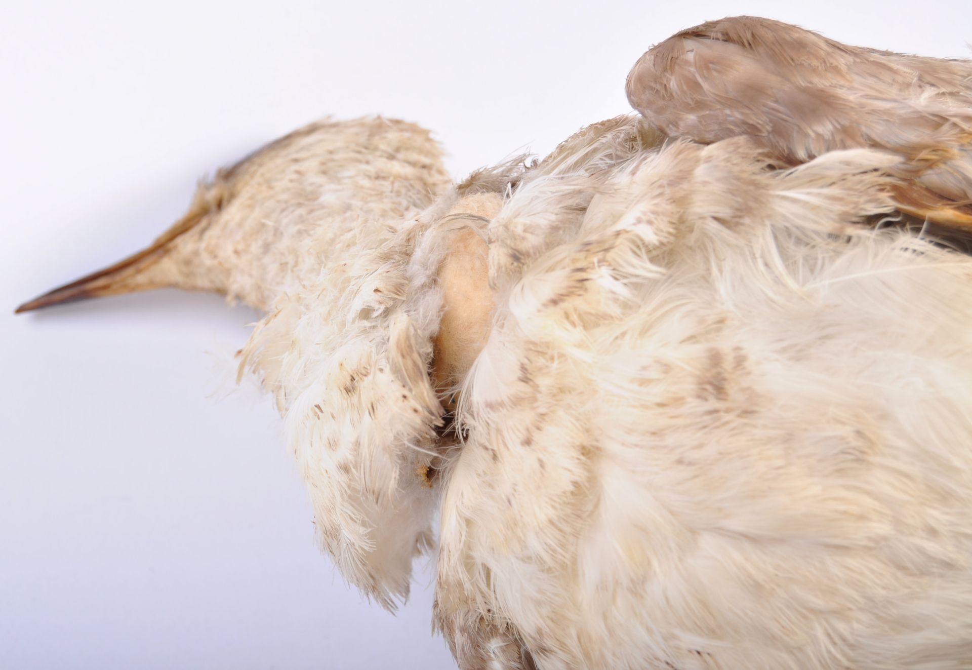 EARLY 20TH CENTURY TAXIDERMY EXAMPLE OF A WATER BIRD - Bild 7 aus 8