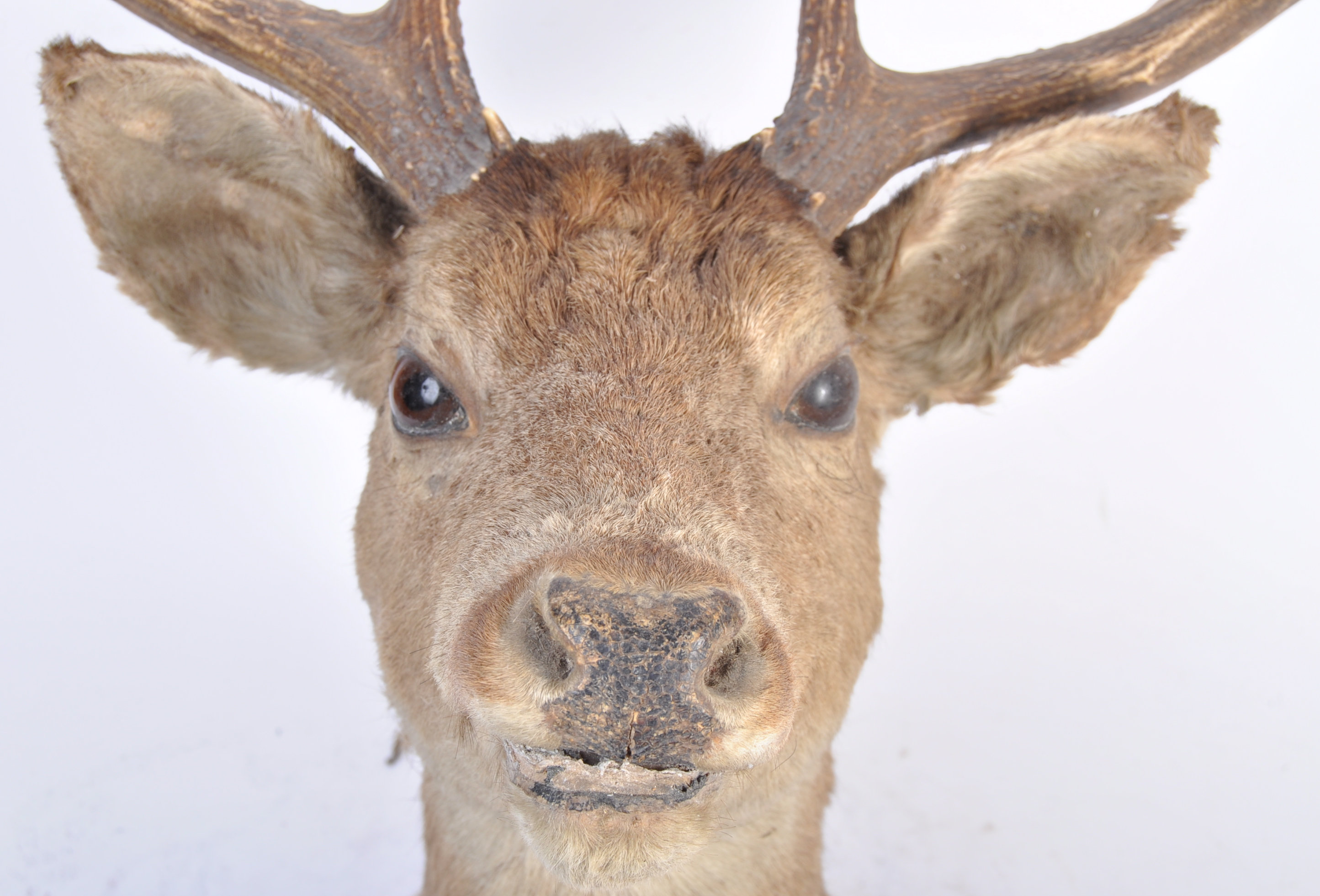 19TH CENTURY VICTORIAN TAXIDERMY 13 POINT ANTLER S - Image 5 of 24