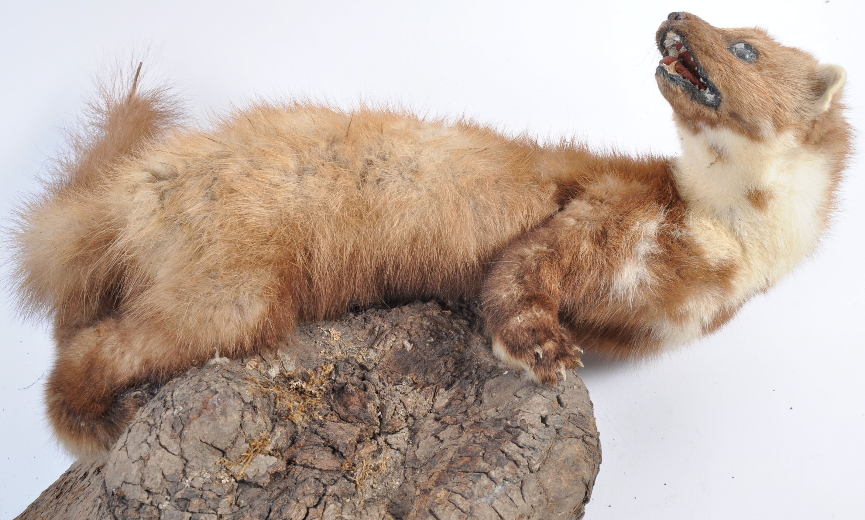 TAXIDERMY EXAMPLE OF A MARTEN SET ON WOODEN BASE - Image 19 of 20