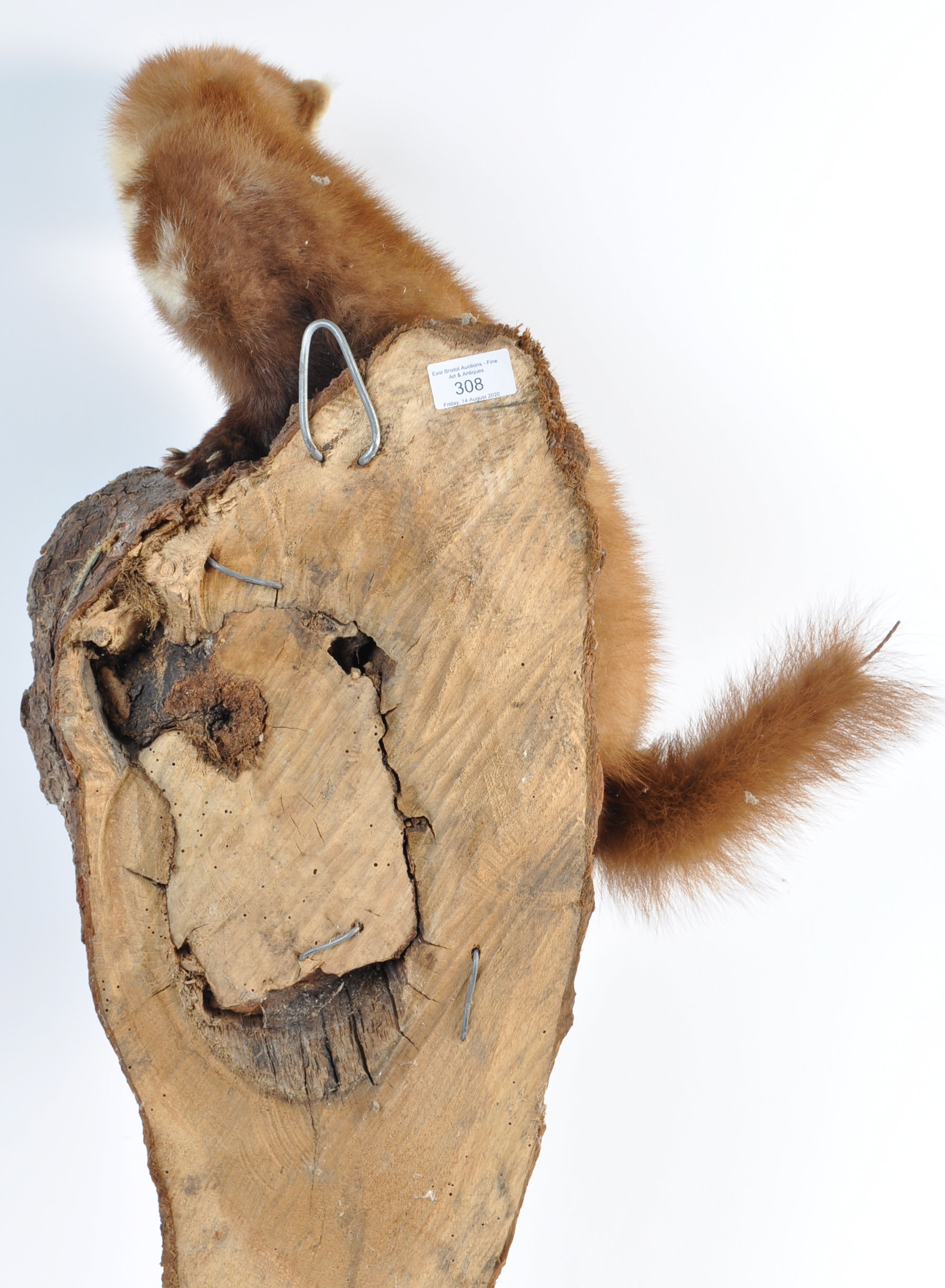 TAXIDERMY EXAMPLE OF A MARTEN SET ON WOODEN BASE - Image 16 of 20