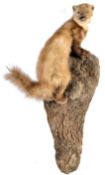 TAXIDERMY EXAMPLE OF A MARTEN SET ON WOODEN BASE