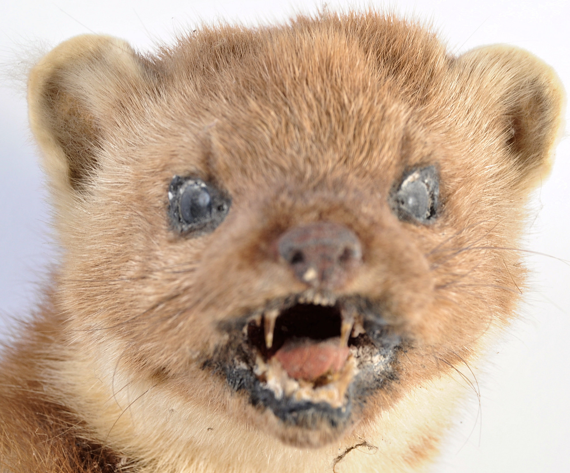 TAXIDERMY EXAMPLE OF A MARTEN SET ON WOODEN BASE - Image 13 of 20