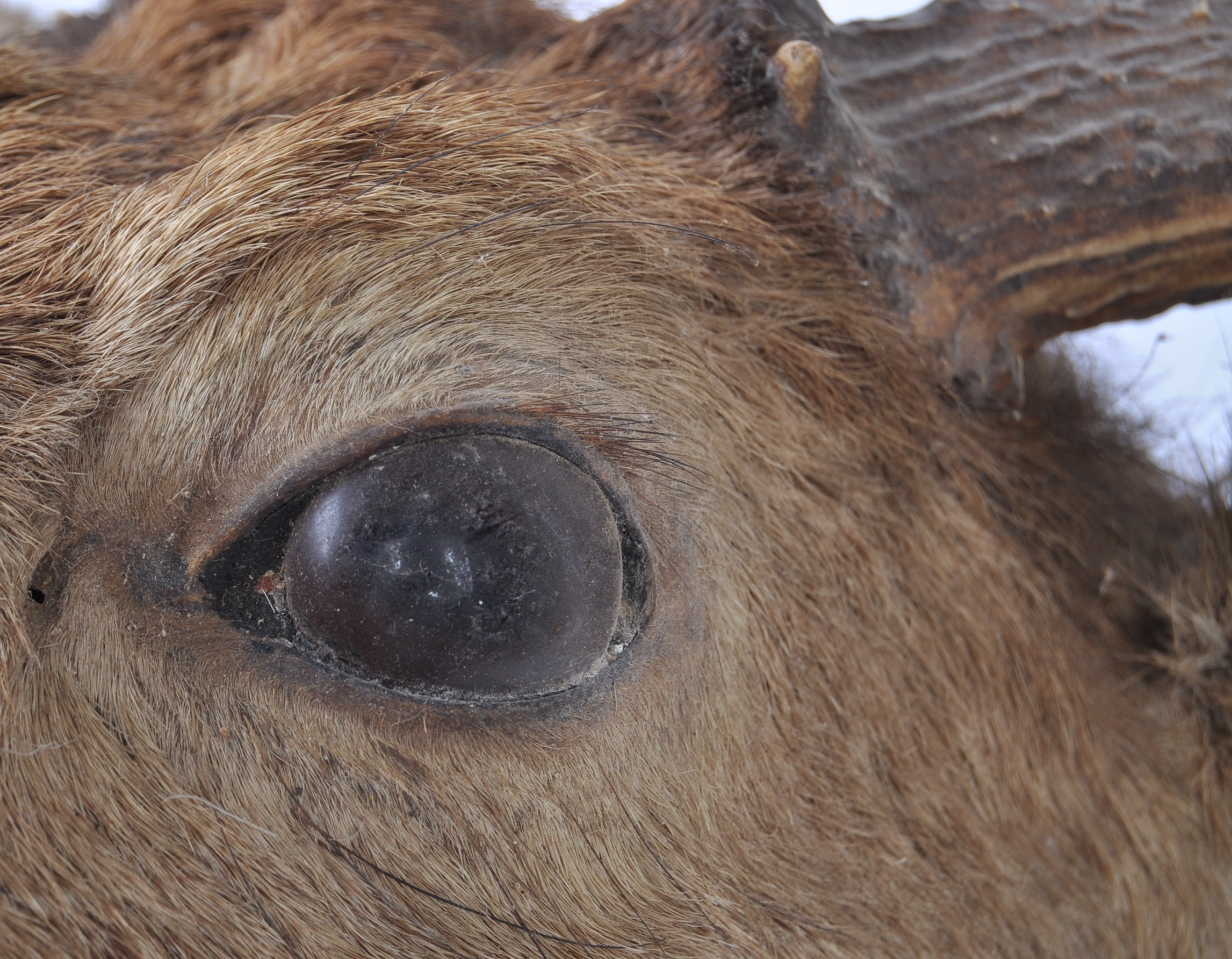 19TH CENTURY VICTORIAN TAXIDERMY 13 POINT ANTLER S - Image 18 of 24