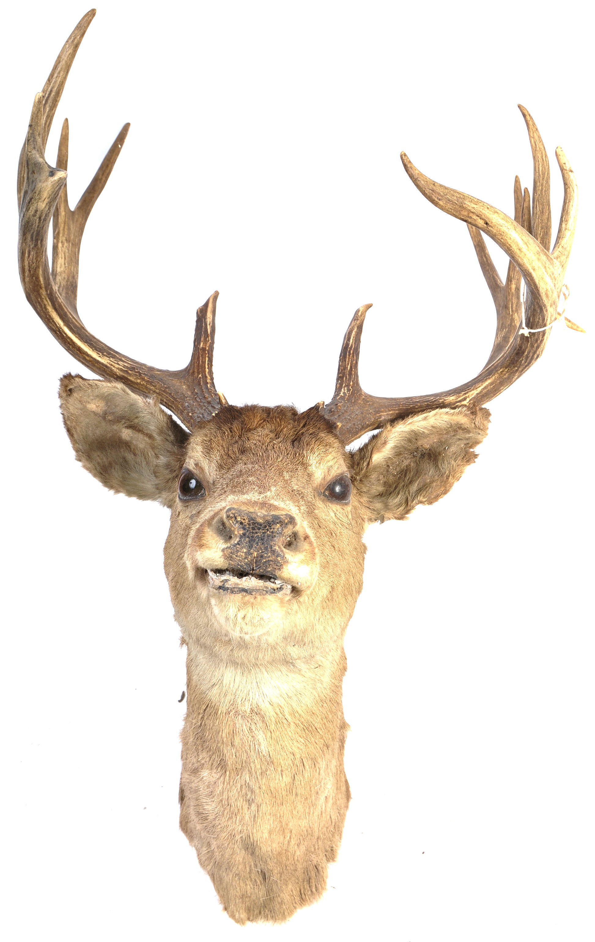 19TH CENTURY VICTORIAN TAXIDERMY 13 POINT ANTLER S - Image 3 of 24