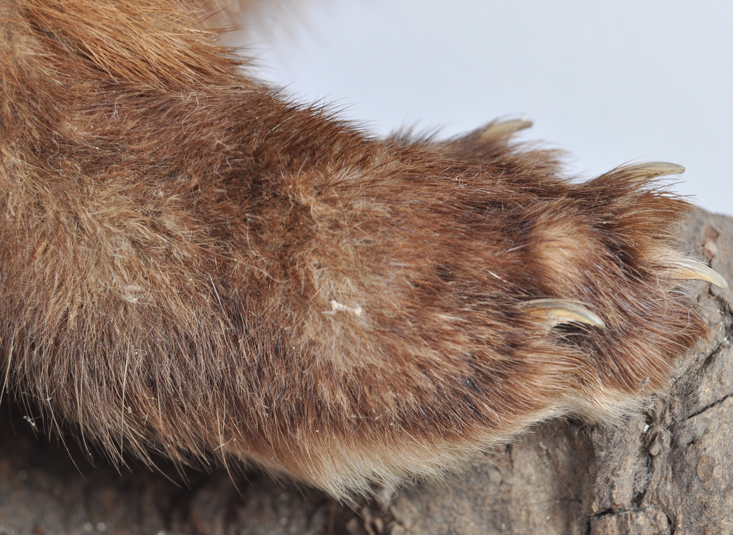 TAXIDERMY EXAMPLE OF A MARTEN SET ON WOODEN BASE - Image 5 of 20