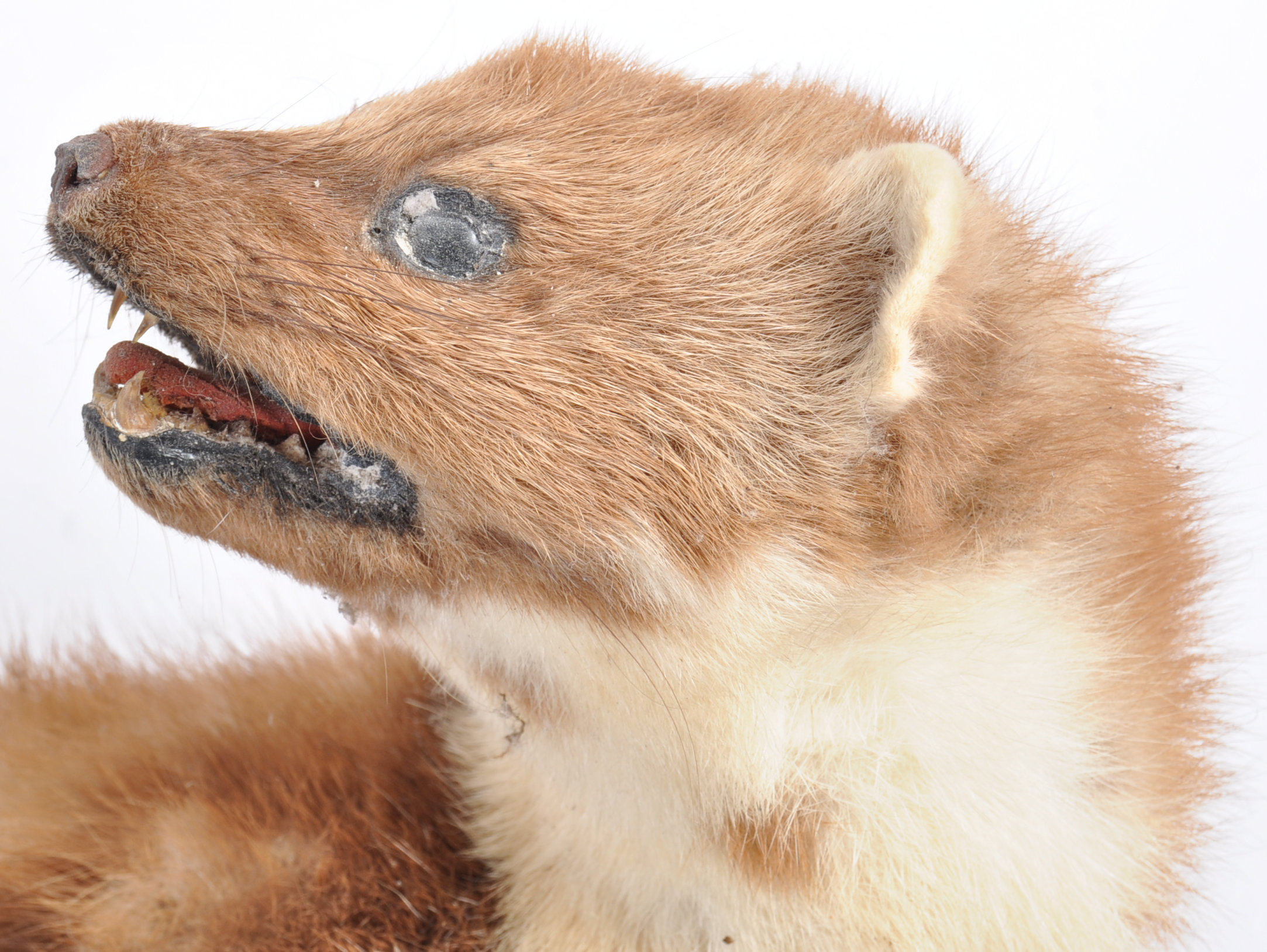 TAXIDERMY EXAMPLE OF A MARTEN SET ON WOODEN BASE - Image 11 of 20