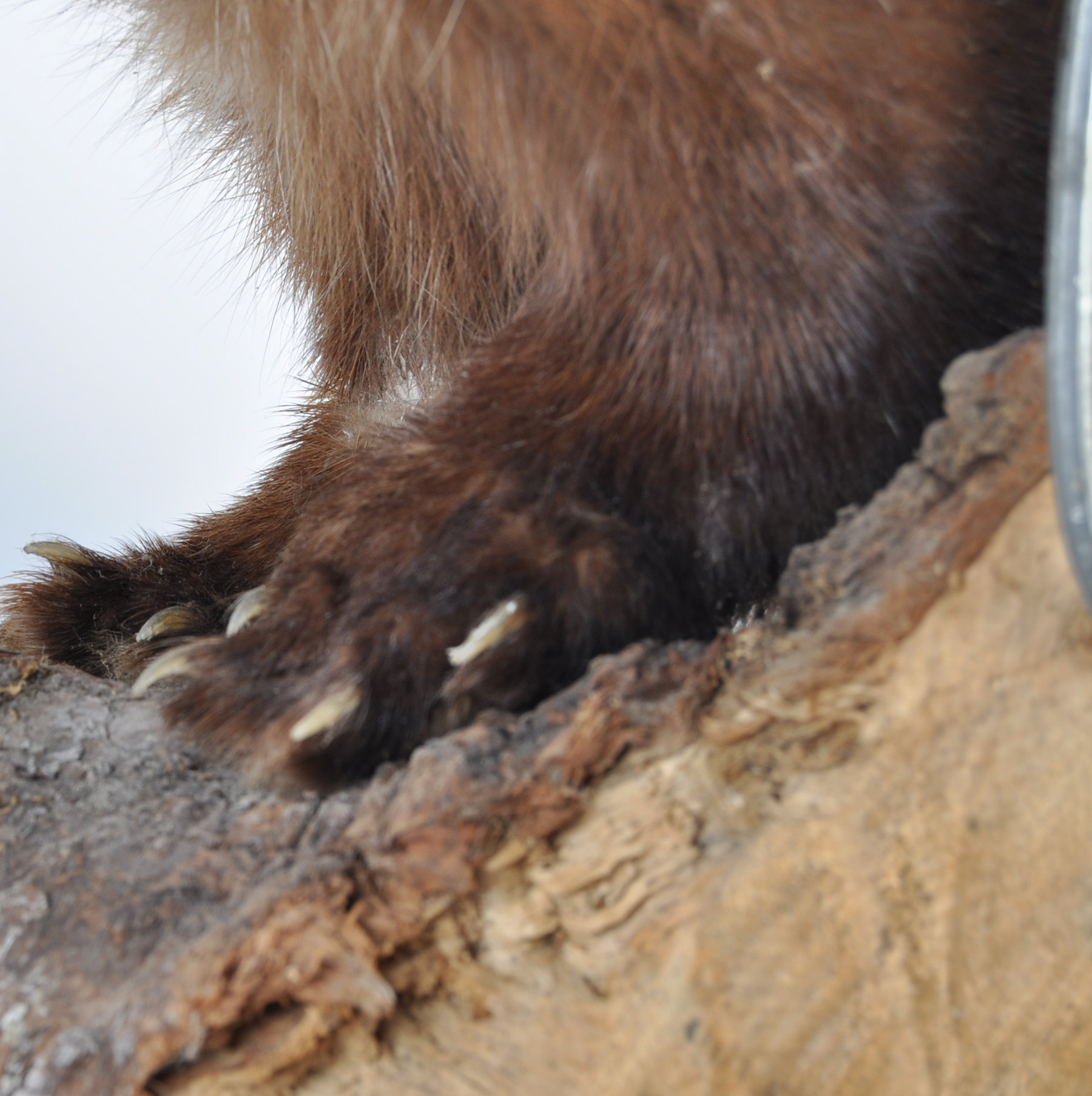 TAXIDERMY EXAMPLE OF A MARTEN SET ON WOODEN BASE - Image 18 of 20