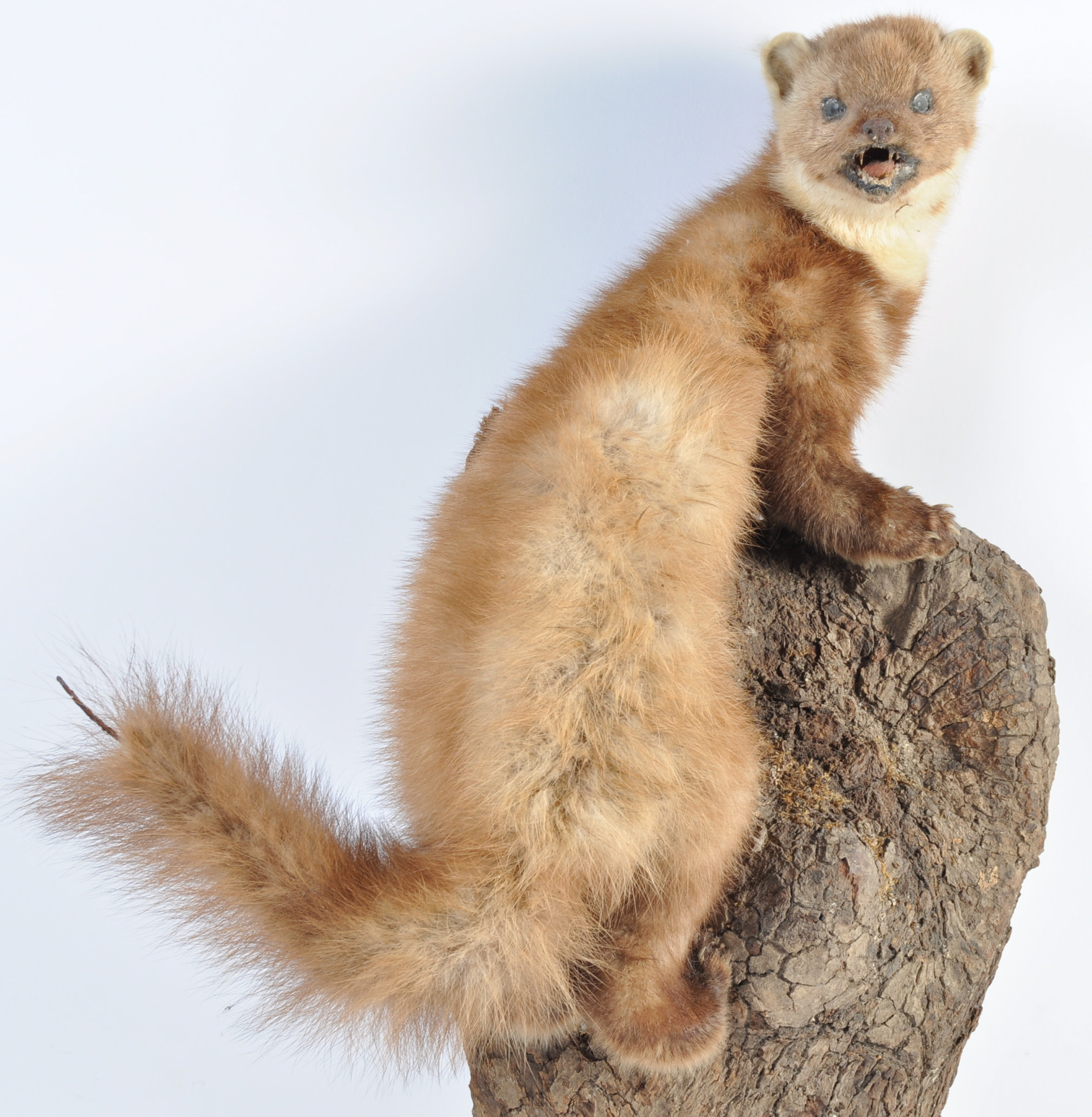 TAXIDERMY EXAMPLE OF A MARTEN SET ON WOODEN BASE - Image 3 of 20