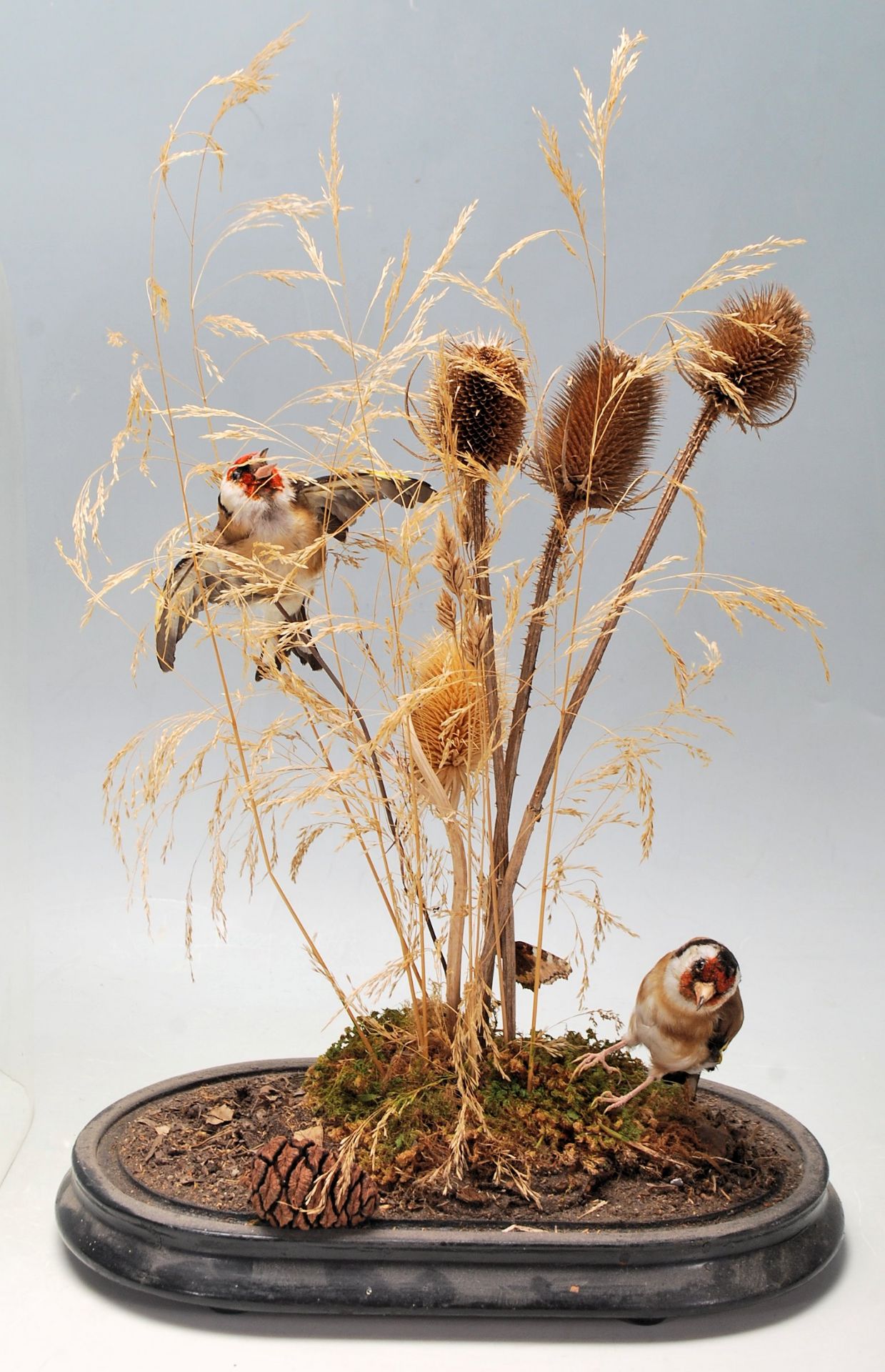 VICTORIAN TAXIDERMY SPECIMEN BIRD GROUP WITH CLOCHE AND WOODEN BASE - Bild 2 aus 6