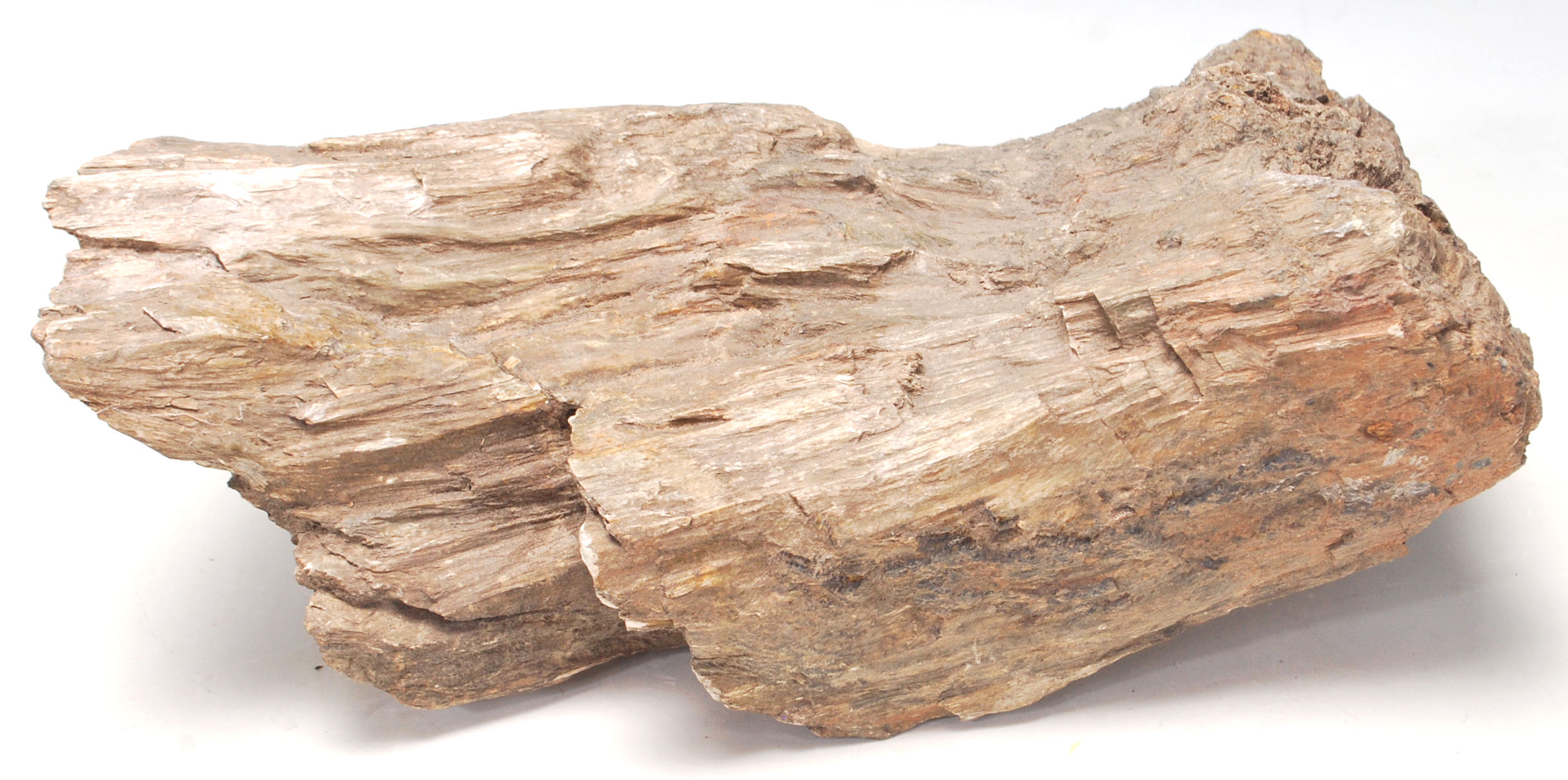 ANCIENT PETRIFIED WOOD.