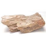 ANCIENT PETRIFIED WOOD.