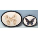 A PAIR OF VINTAGE TAXIDERMY BUTTERFLY SPECIMENS.
