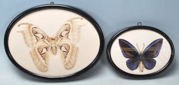 A PAIR OF VINTAGE TAXIDERMY BUTTERFLY SPECIMENS.