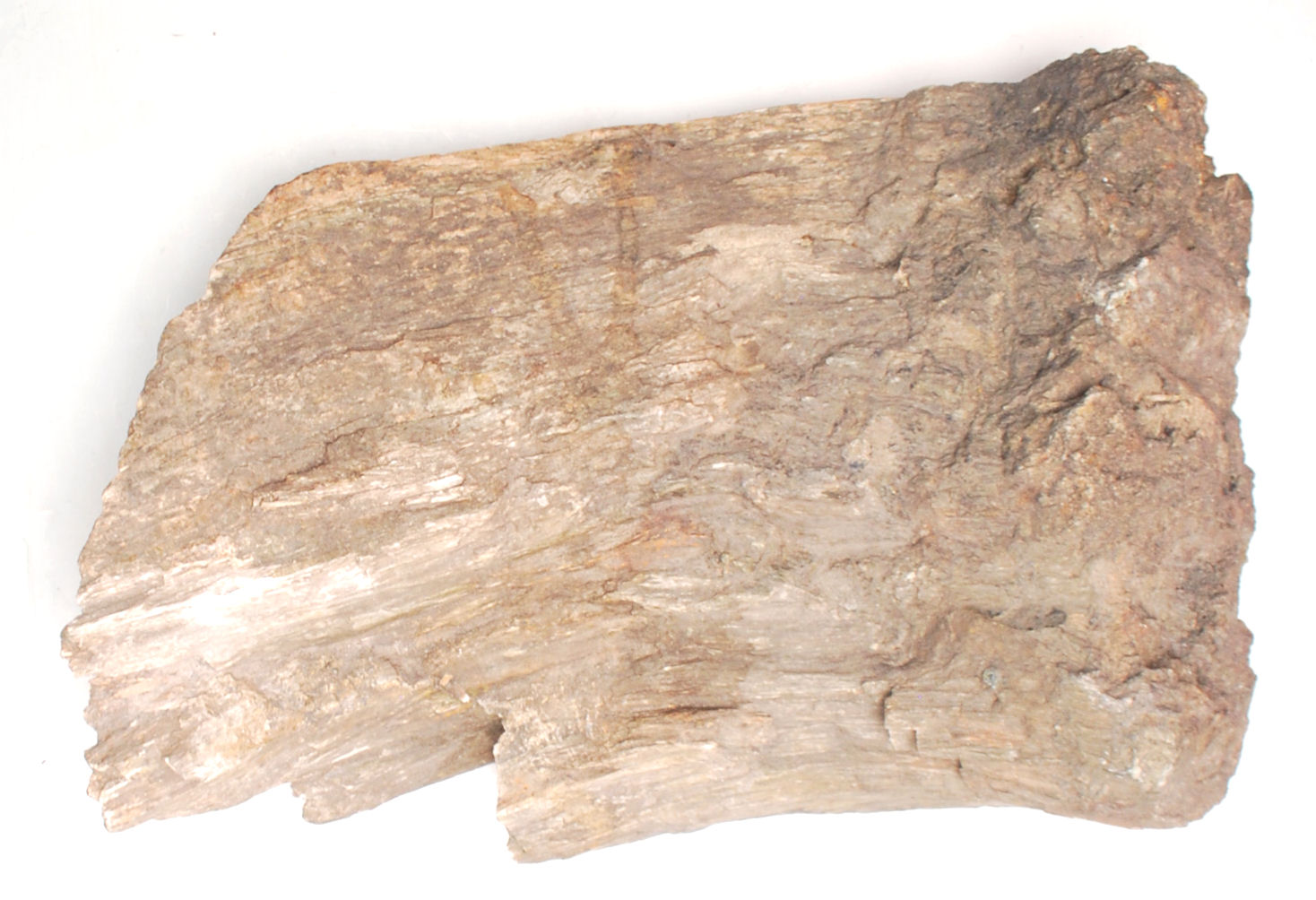 ANCIENT PETRIFIED WOOD. - Image 5 of 5