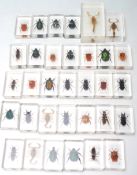 COLLECTION OF RESIN CASED INSECTS