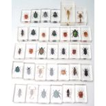 COLLECTION OF RESIN CASED INSECTS