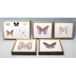A collection of mid 20th Century taxidermy butterflies of various sizes and colours. All framed