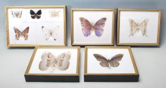 A collection of mid 20th Century taxidermy butterflies of various sizes and colours. All framed