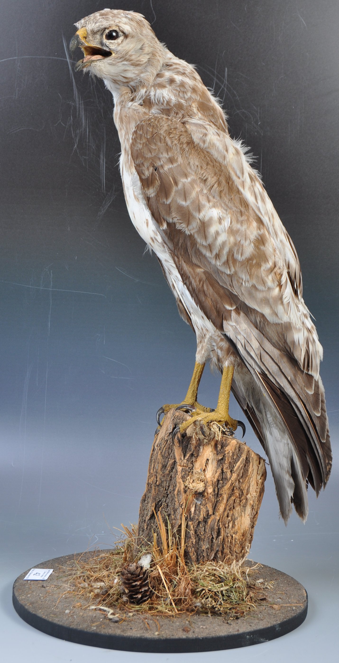 ANTIQUE TAXIDERMY EXAMPLE OF A BUZZARD BIRD - Image 2 of 6