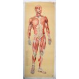 GERMAN HEALTH MUSEUM VINTAGE LINE BACKED ANATOMICAL MEDICAL