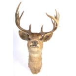 19TH CENTURY VICTORIAN TAXIDERMY 13 POINT ANTLER S