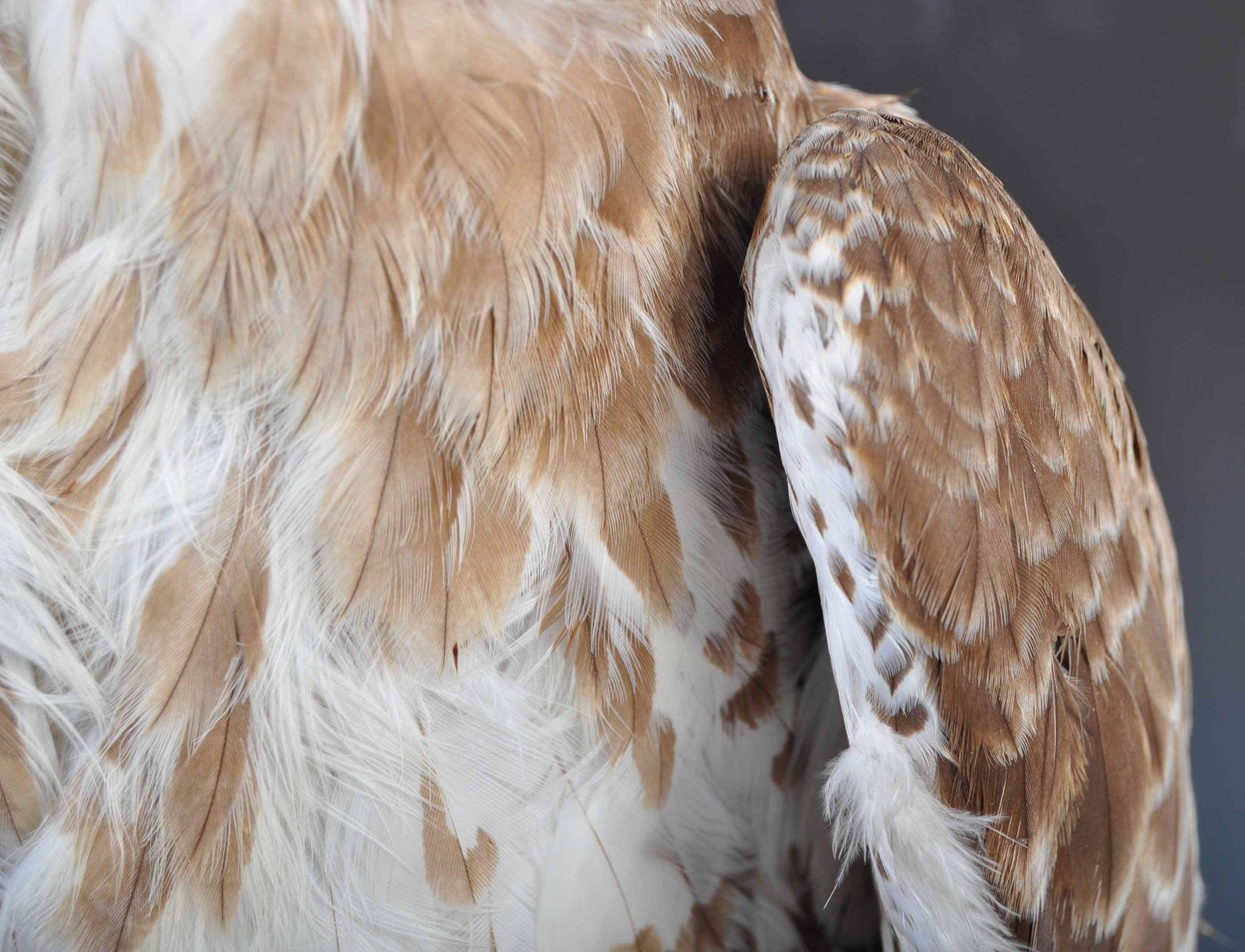 ANTIQUE TAXIDERMY EXAMPLE OF A BUZZARD BIRD - Image 4 of 6