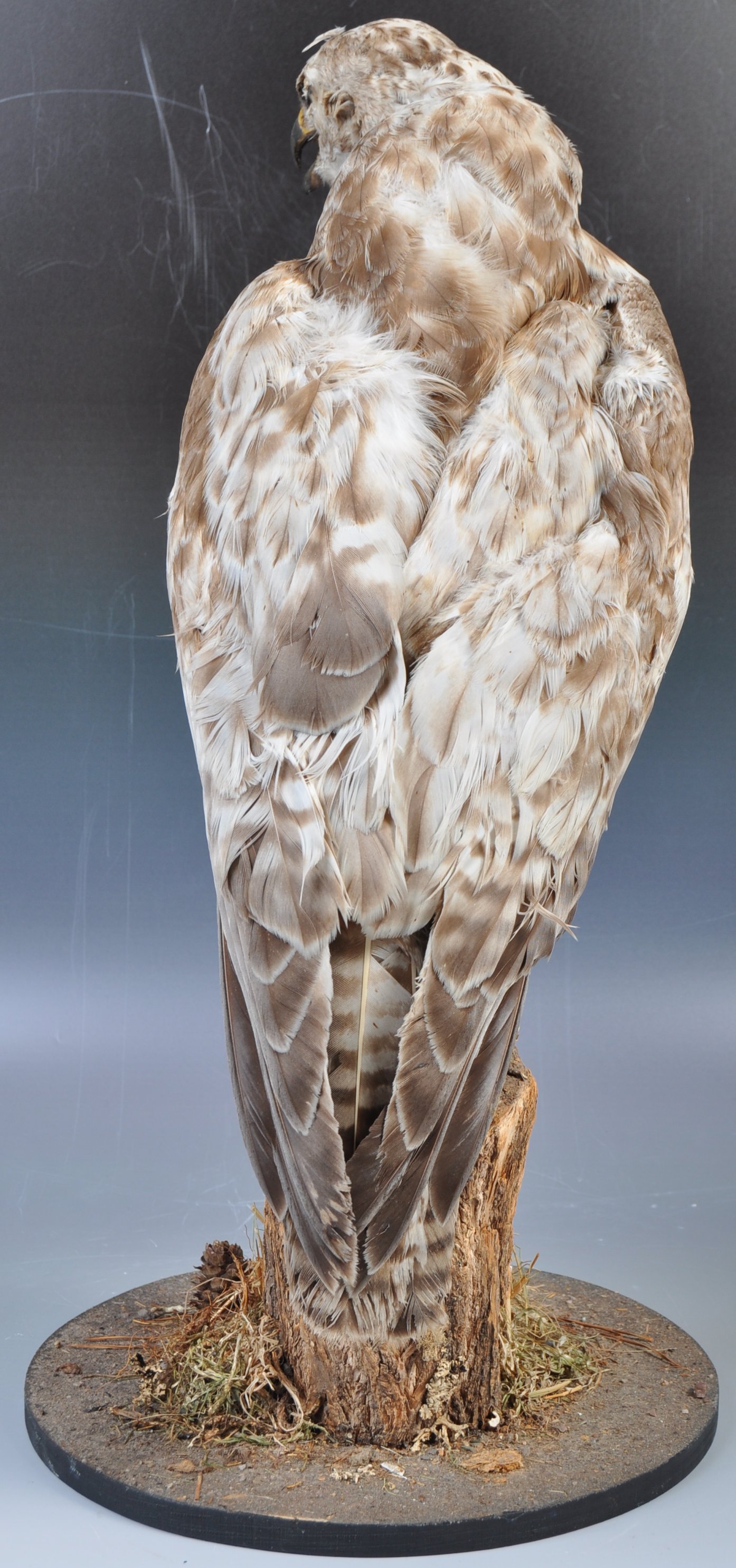 ANTIQUE TAXIDERMY EXAMPLE OF A BUZZARD BIRD - Image 3 of 6