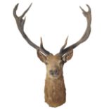 TAXIDERMY EXAMPLE OF A LARGE STAGS HEAD