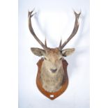 TAXIDERMY EXAMPLE OF A STAGS HEAD WITH TWELVE POINT ANTLERS