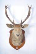 TAXIDERMY EXAMPLE OF A STAGS HEAD WITH TWELVE POINT ANTLERS